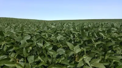 Foto del lote con anomalía